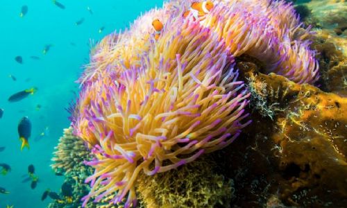 旗津線上導覽與互動地圖